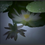 顾盼