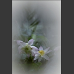 烟雨秋荷