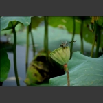 蜻蜒