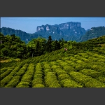 茶山