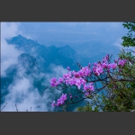 天门山杜鹃