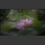 荷。蔚