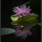 荷。映