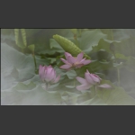 荷，雾