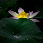 荷。雨