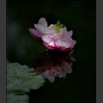 荷。怜