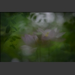 荷。曦