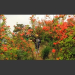 杜鹃花开