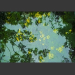 梦幻小黄花
