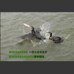 一日三餐有鱼虾