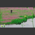 春3