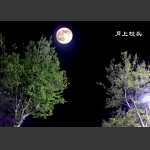月上枝头
