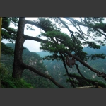 明月黄山松