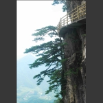 峭岩松