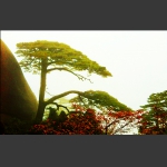 黄山松