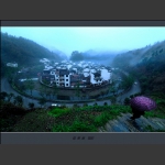 << 菊径晨雨 >>
