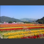 石浦花海