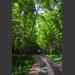 竹林深处