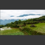 稻田