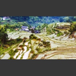 家园