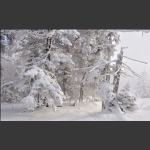 雪国老秃顶
