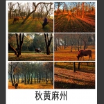 秋黄麻州