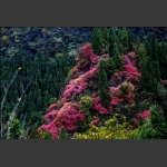 锦绣崇山5