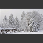 关东雪国老秃顶