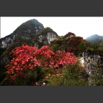 崇山红