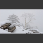 关东雪国老秃顶