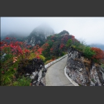 崇山红叶