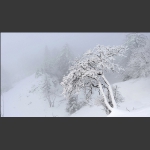 关东雪国老秃顶