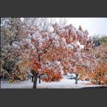 雪染的风采