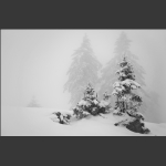 关东雪国老秃顶