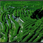 高山茶园