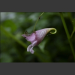 龙虾花
