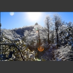 瑞雪