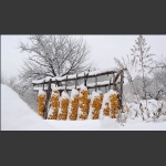 瑞雪兆丰年