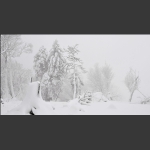 关东雪国老秃顶