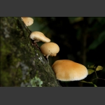 天门物种(9)