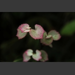 天门物种(6)
