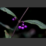 天门物种(10)