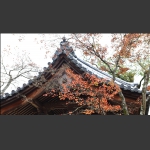 秋上屋檐头