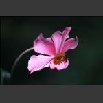山中野花
