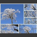 雪后玉树