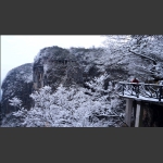 雪松.天路