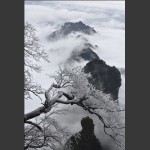 玉树临风