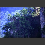 天子山·岩上青松