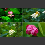 雨中荷花