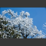 瑞雪兆丰年